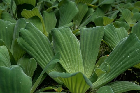 Water cabbage (Pistia stratiotes) Botanical Garden Berlin