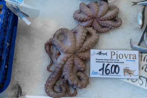 Fresh octopus (pulpo) on ice