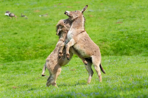 Donkey or (Equus asinus asinus)