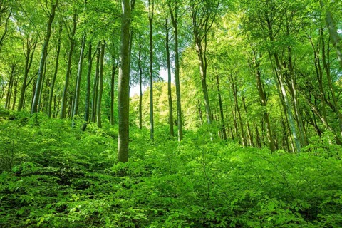 Common beeches forest (Fagus sylvatica)