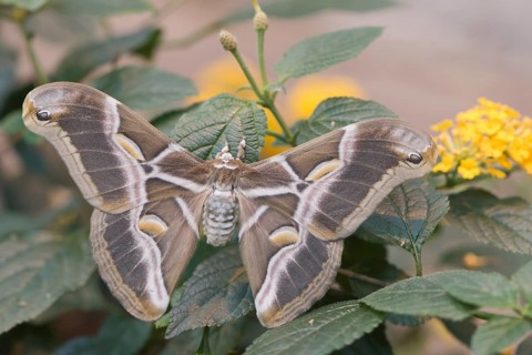 Ailanthus silkmoth (Samia cynthia)