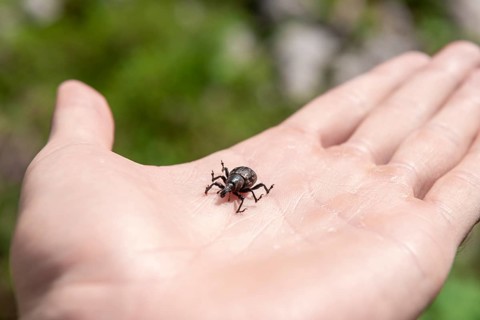 Large pine weevil (Hylobius abietis) sitting on hand