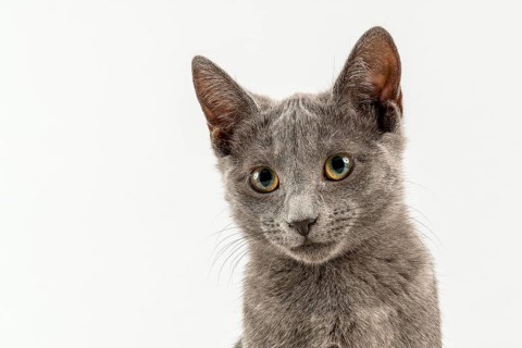 Breedcat Russian Blue (Felis silvestris catus)