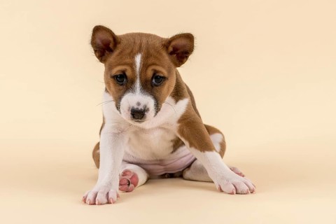 Basenji or Congo Terrier (Canis lupus familiaris)