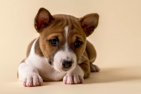 Basenji or Congo Terrier (Canis lupus familiaris)