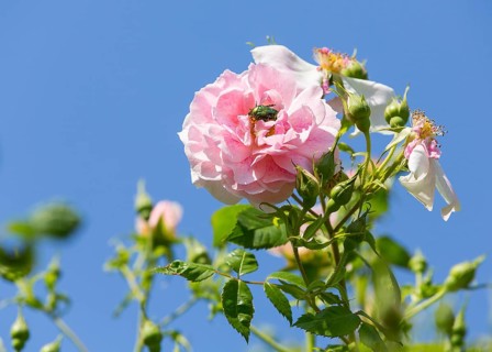 Rose chafer (Cetonia aurata) in a Rose (Rosa)