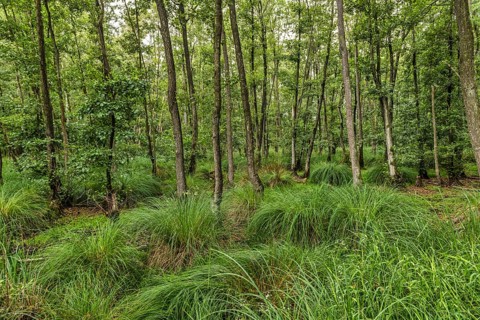 Summer floodplain forest with Greater Tussock Sedge (Carex paniculata) and Black alder (Alnus glutinosa)