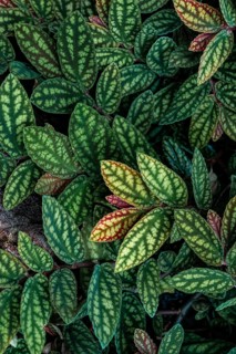 Green and purple patterned leaves