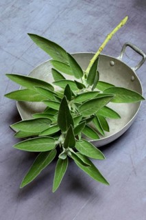 Sage branch in shell