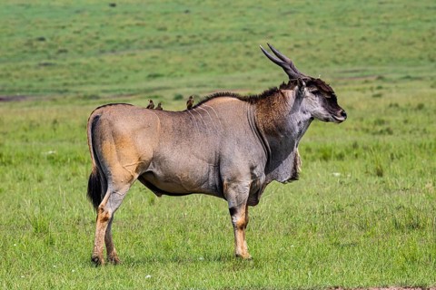 Eland