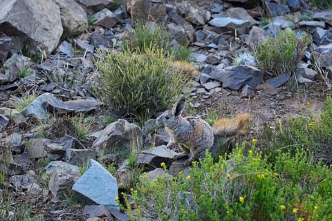 Mountain viscacha or (Lagidium)