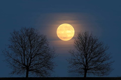 Full moon behind a row of trees