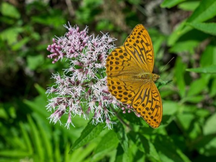 Silver-washed fritillary (Argynnis paphia) on flowers of the common water-east (Eupatorium cannabinum)