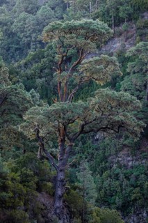 Detail of a tree in the Caldera de Taburiente