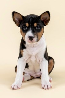 Basenji or Congo Terrier (Canis lupus familiaris)