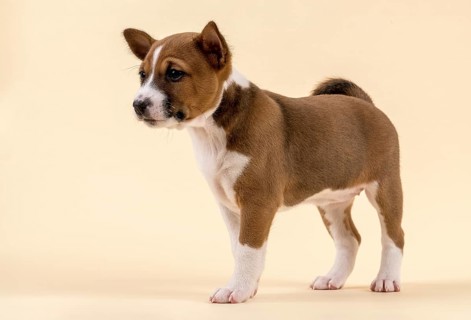 Basenji or Congo Terrier (Canis lupus familiaris)
