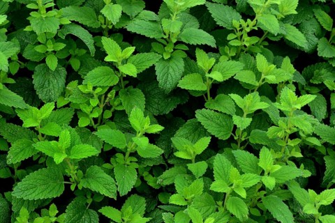 Peppermint