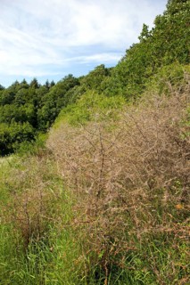 Ermine moths (Yponomeutidae) cover a Blackthorn hedge (Prunus spinosa) with spun yarn