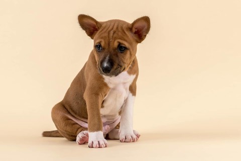 Basenji or Congo Terrier (Canis lupus familiaris)