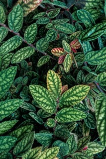 Green and purple patterned leaves
