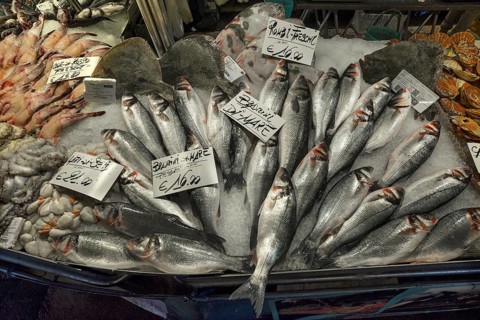 Fresh sea bass (Atractoscion nobilis) on ice