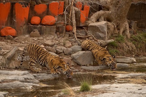 Two wild tigers (Panthera tigris tigris) drinking water from a rocky puddle near a Hindu temple