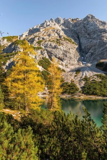 Yellow larches in autumn colouring at Seebensee