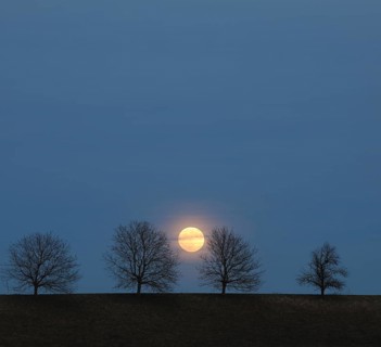 Full moon behind a row of trees