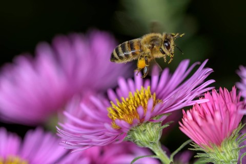 Honey bee (Apis mellifera) via Asterflower (Aster)