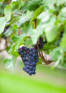 Grape of the variety Regent