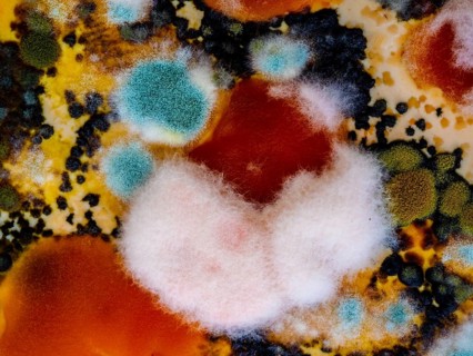 Mould