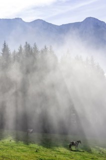 Horse on pasture and fog at the Hochsteinalm