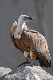 Griffon vulture (Gyps fulvus)