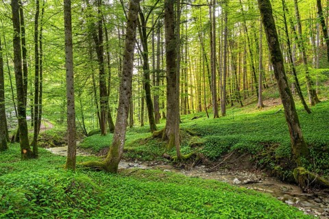 Ramsons (Allium ursinum) in the forest