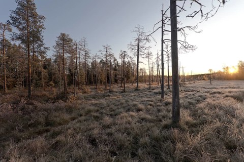 Sunrise in the autumnal Finnish taiga