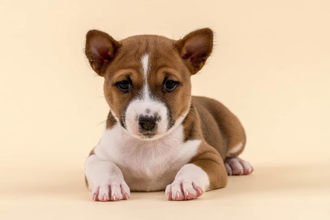 Basenji or Congo Terrier (Canis lupus familiaris)