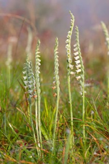 Autumn lady's-tresses (Spiranthes spiralis) on grassland