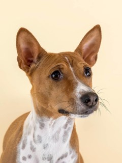 Basenji or Congo Terrier (Canis lupus familiaris)