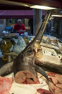 Fresh Swordfish (Xiphias gladius)