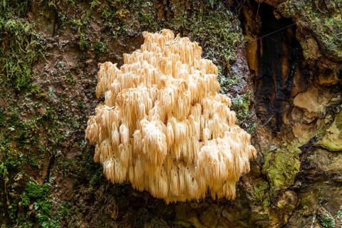 Hericium flagellum (Hericium flagellum) to European silver fir (Abies alba)