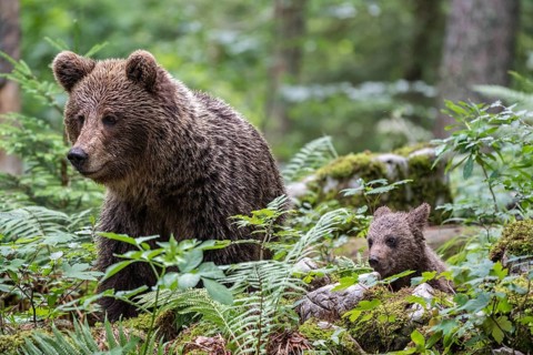 European brown bear (Ursus arctos arctos) in the forest