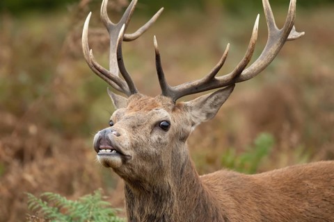 Red deer (Cervus elaphus) adult stag performing the flehmen response