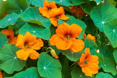 Orange flowering nasturtium (Tropaeolum majus)