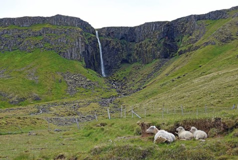 Ewe with two lambs