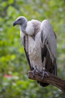 Cape griffon or (Gyps coprotheres) sitting on branch