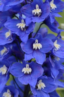Larkspur