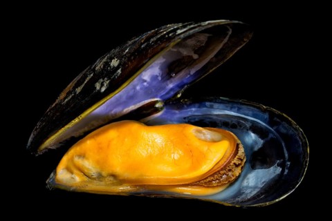 Opened cooked Mytilus (Mytilidae)