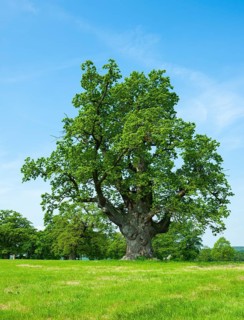 English oak (Quercus robur)