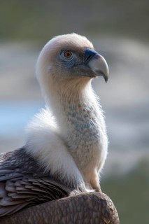 Griffon vulture (Gyps fulvus)