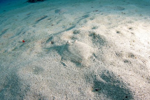 Flounder (bothus lunatus) hiding in sandy bottom